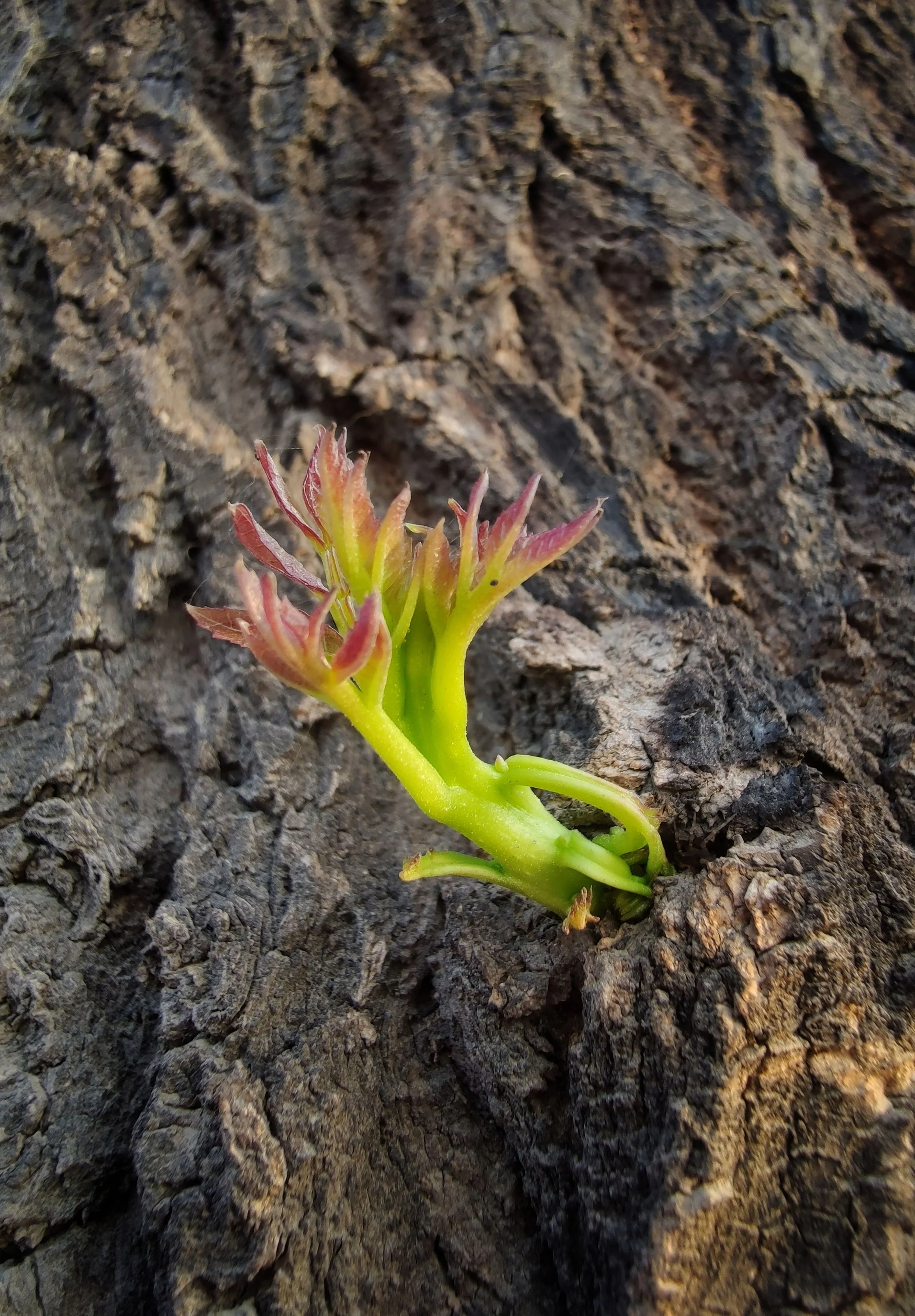 New Life in The Middle of the Process