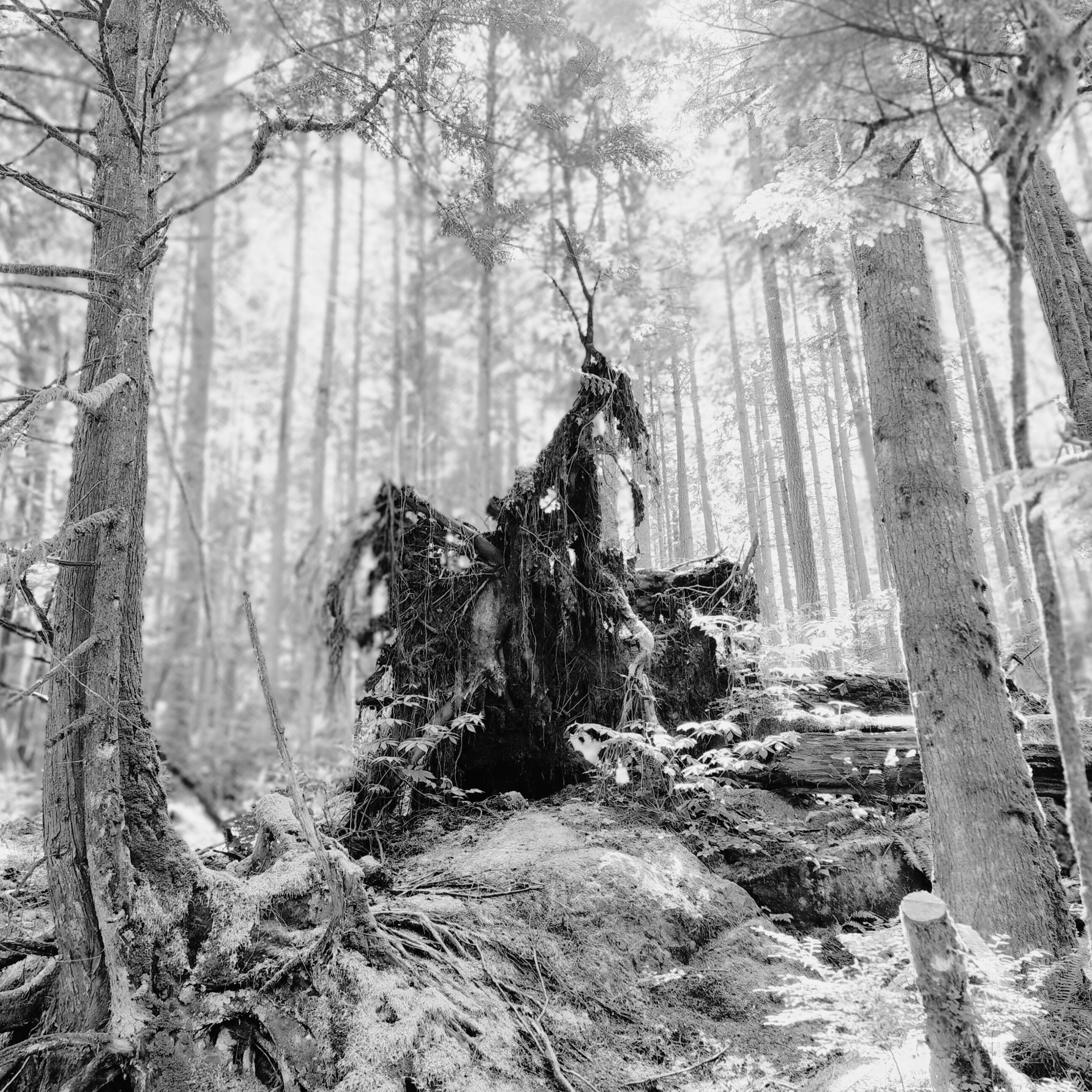 Photo signée Gaspard Amée, tirée du recueil Sasamat, publié en 2024 aux Éditions du Blé