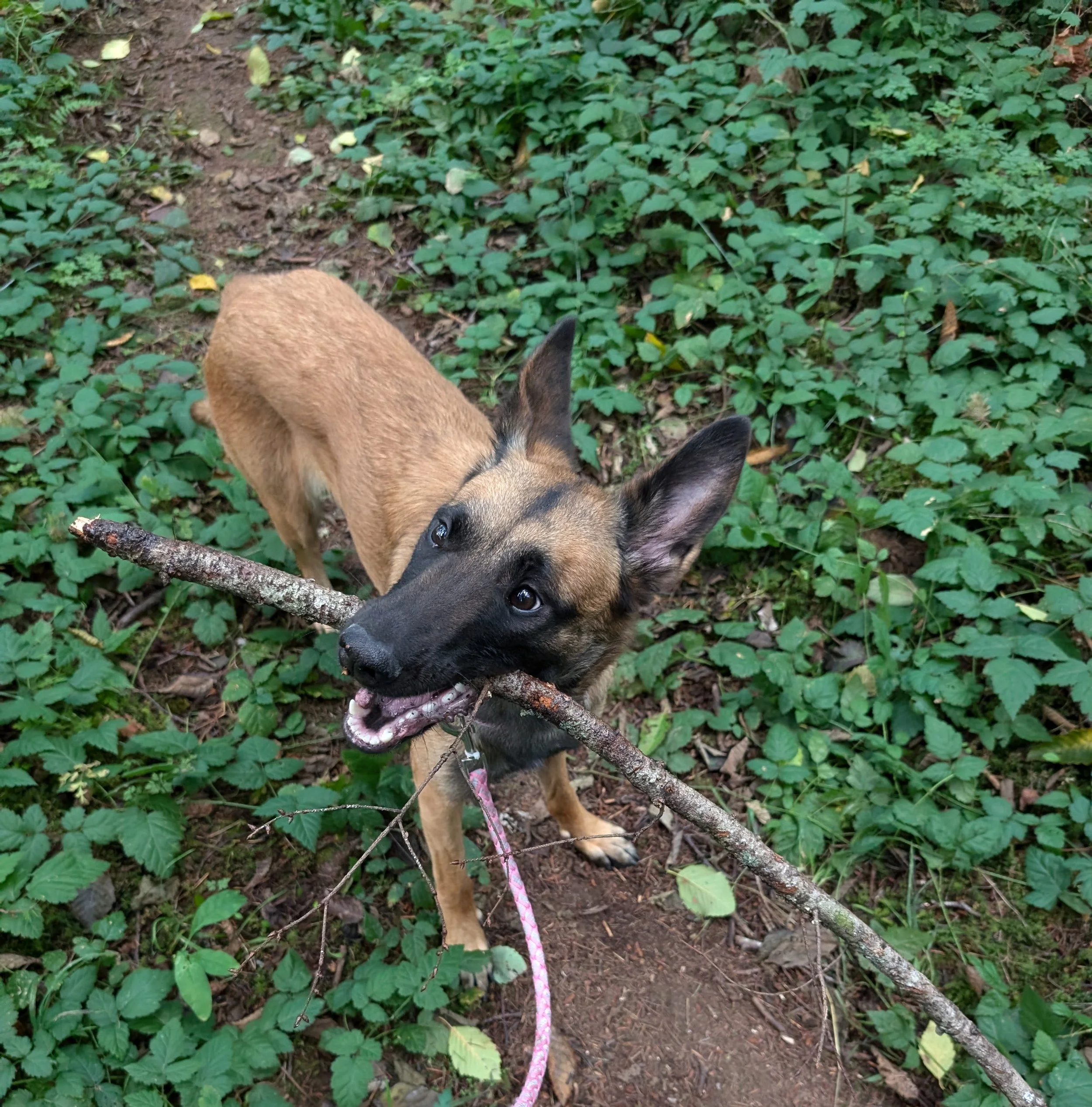 Dog_carrying_stick_1.jpg