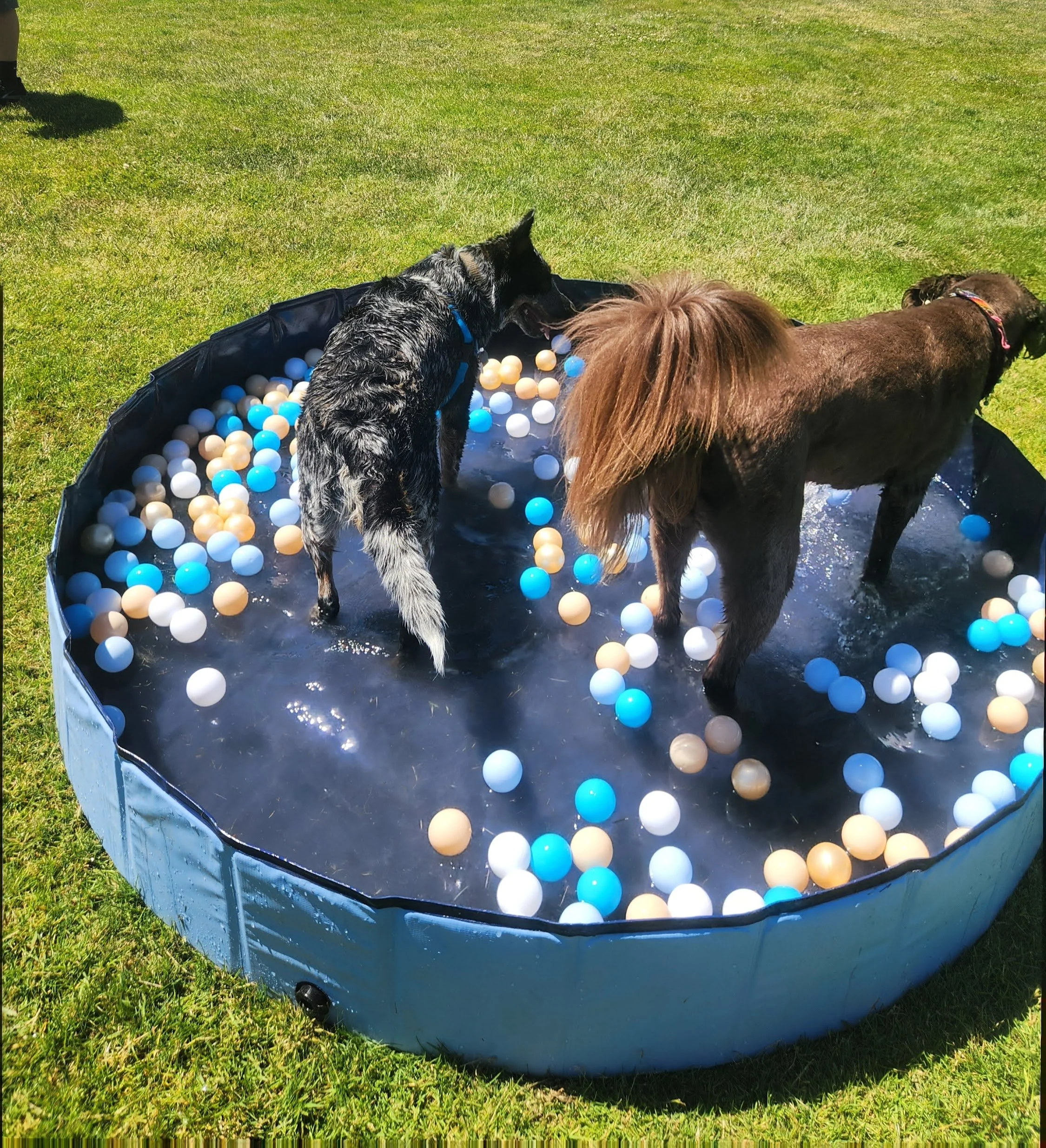 dogs_playing_in_water_1 (1).jpg