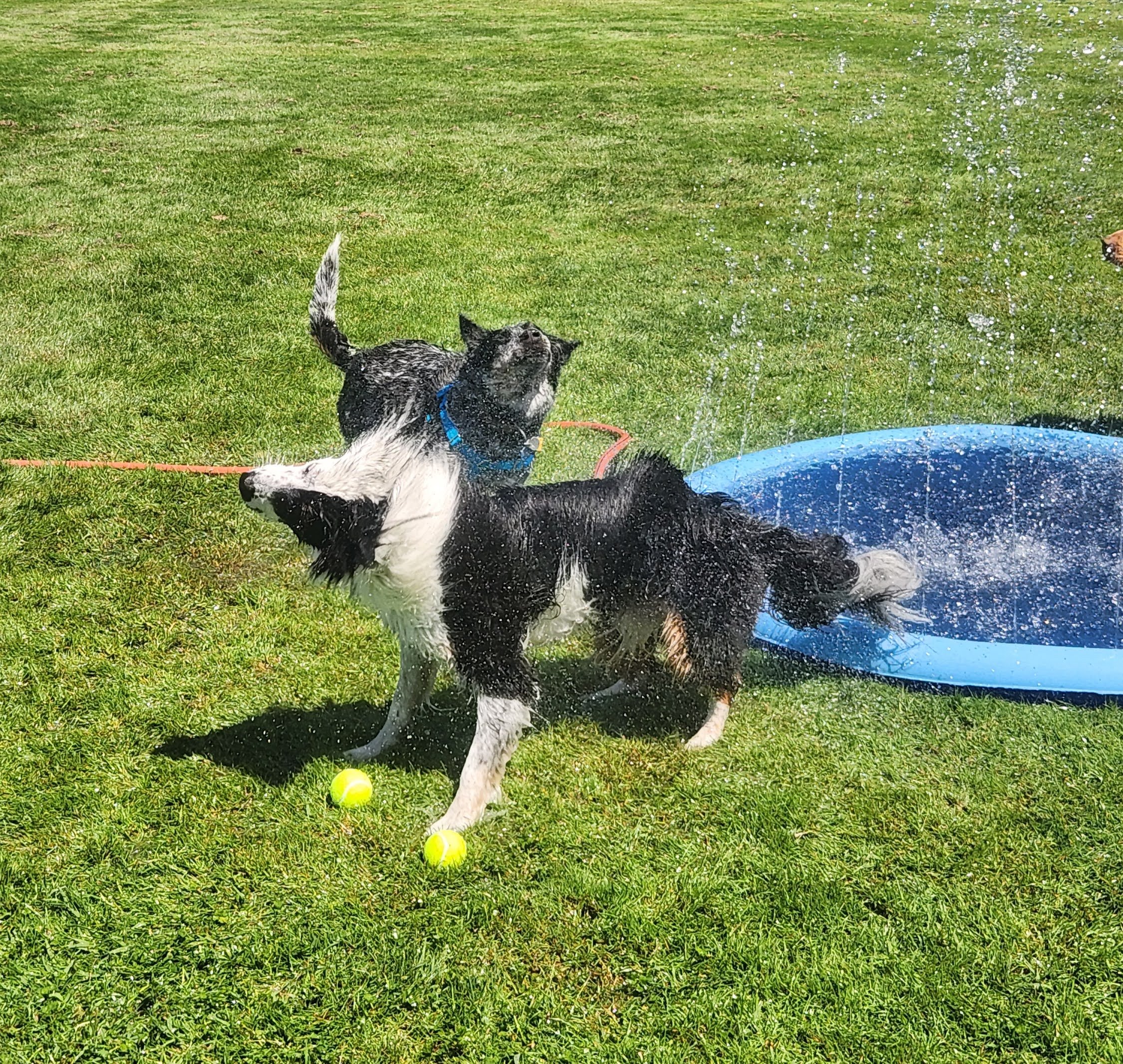 dogs_playing_in_water_2 (1).jpg