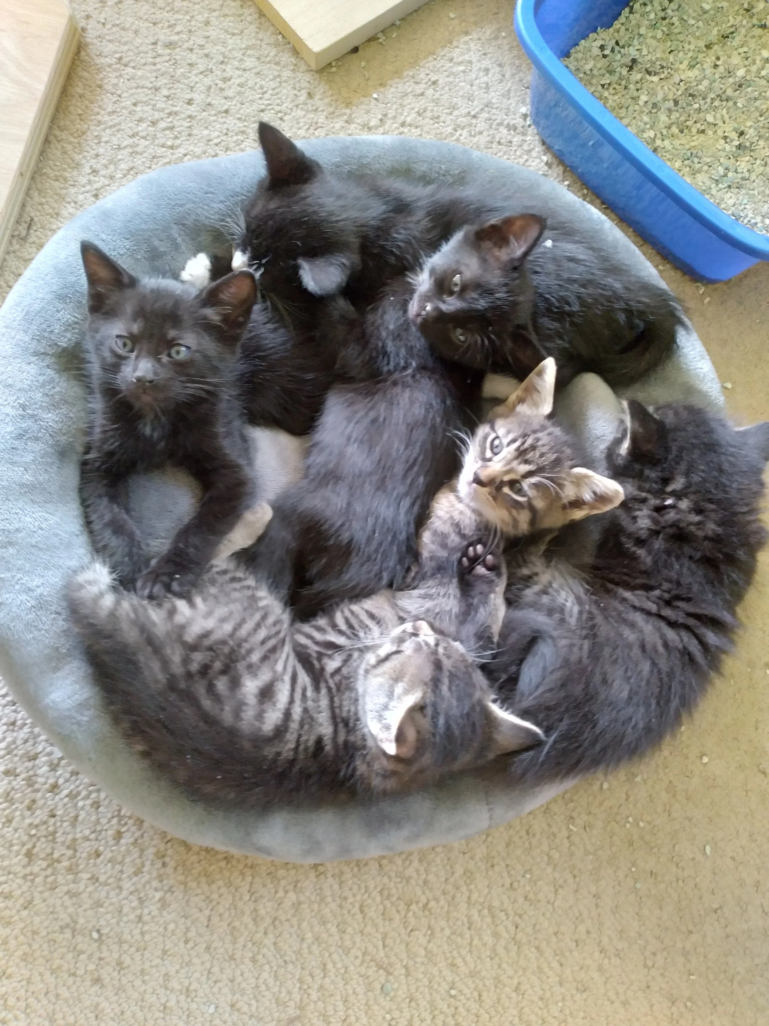 Six kittens snuggling together in a round cat bed