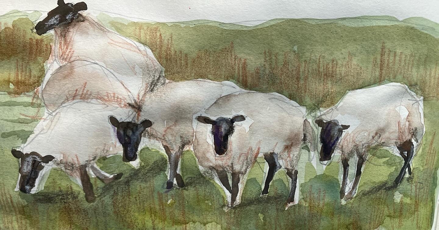 I saw these sheep when visiting Yorkshire on the bank holiday.  I loved the way they were staring at me and gathering in a gang of attitude.  Lucky we didn&rsquo;t have cocker with us or that would have shattered the illusion.  And the gang😂 #sheep 