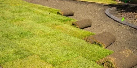 Rulo Çim | 250₺ / m2