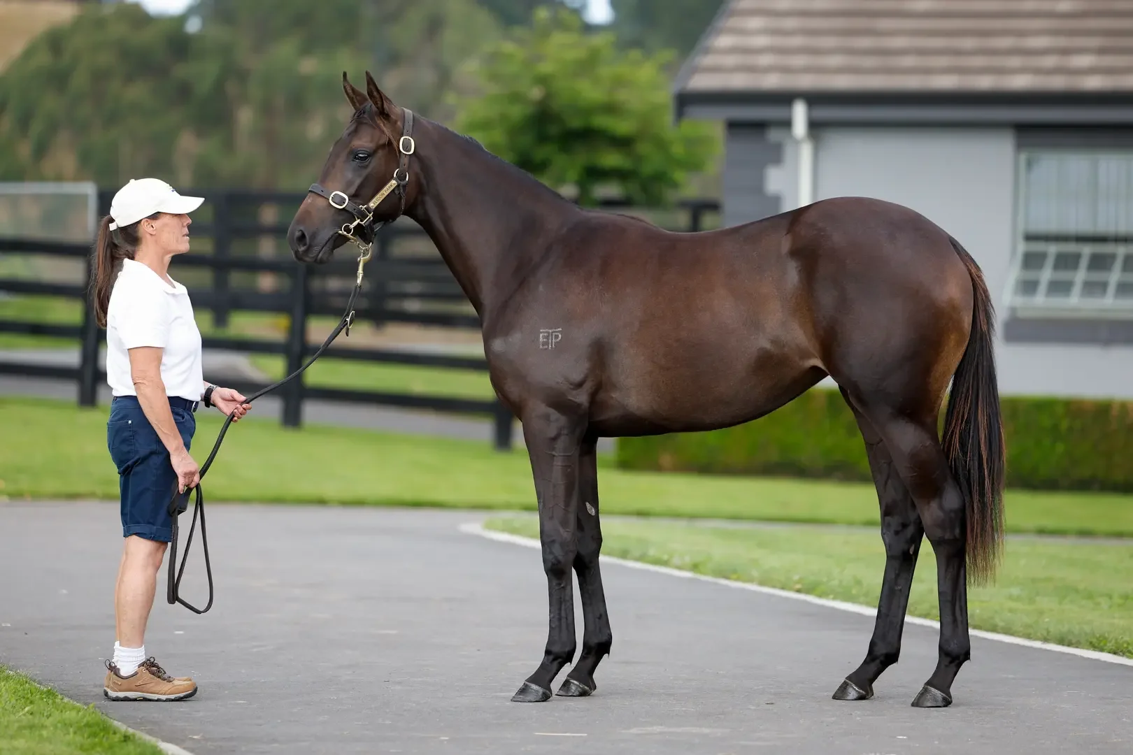 Ardrossan x Via Lattea