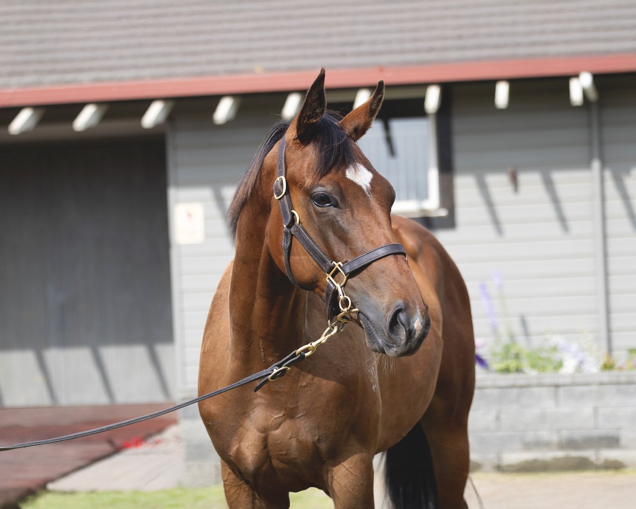 Bivouac Colt – broken in, a true professional (March 2025)