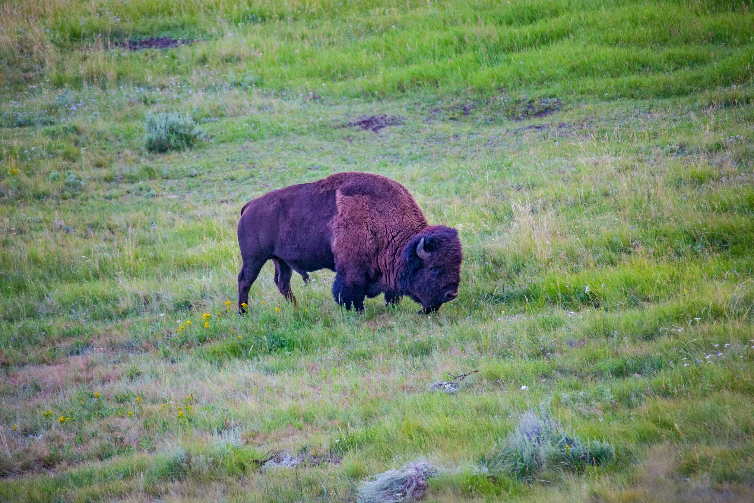 Dunvegan Pic Bison.jpeg