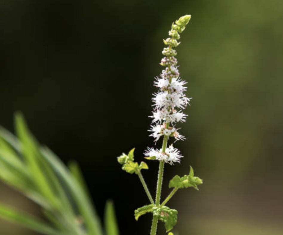 Black Cohosh (Actaea racemosa)