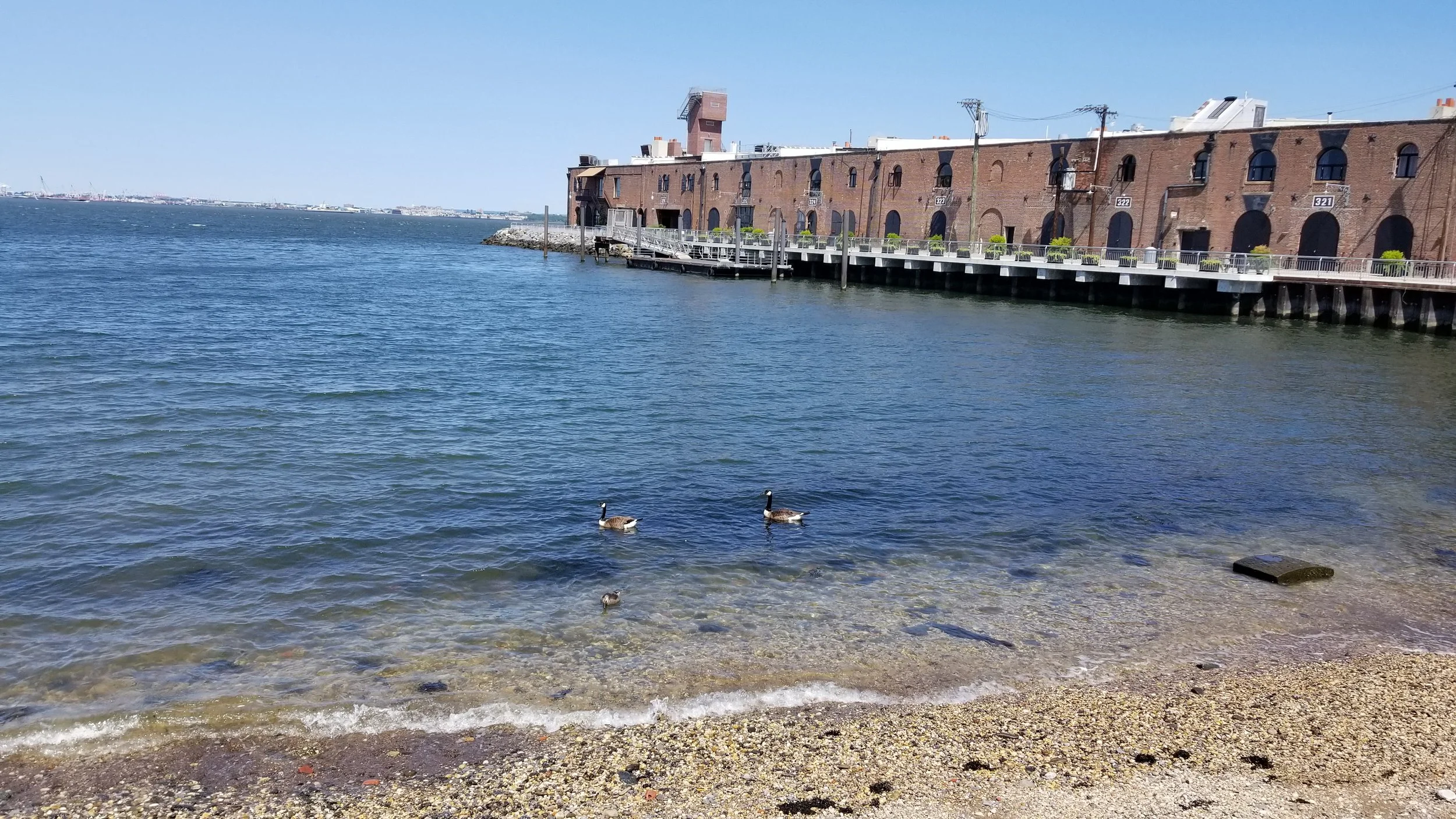 A waterfront scene with a brick building on the right, a pier extending into the water, three ducks swimming near the shore, and clear blue skies.