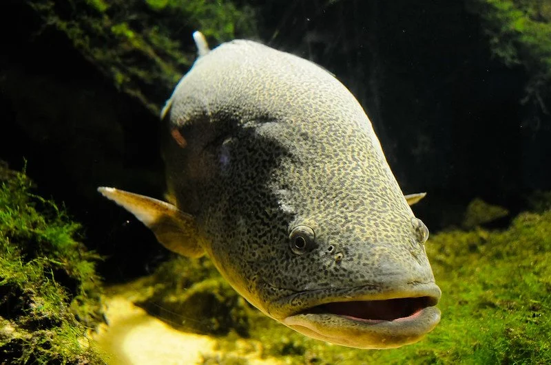 murray-cod.jpg