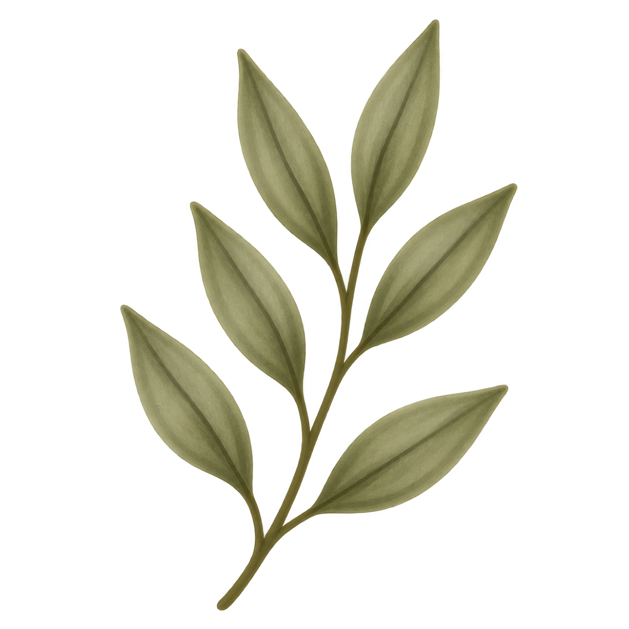 A botanical illustration of a plant with a thin green stem and multiple green elongated leaves with darker green veins.
