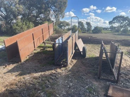 Sheep Races (Phone).JPG