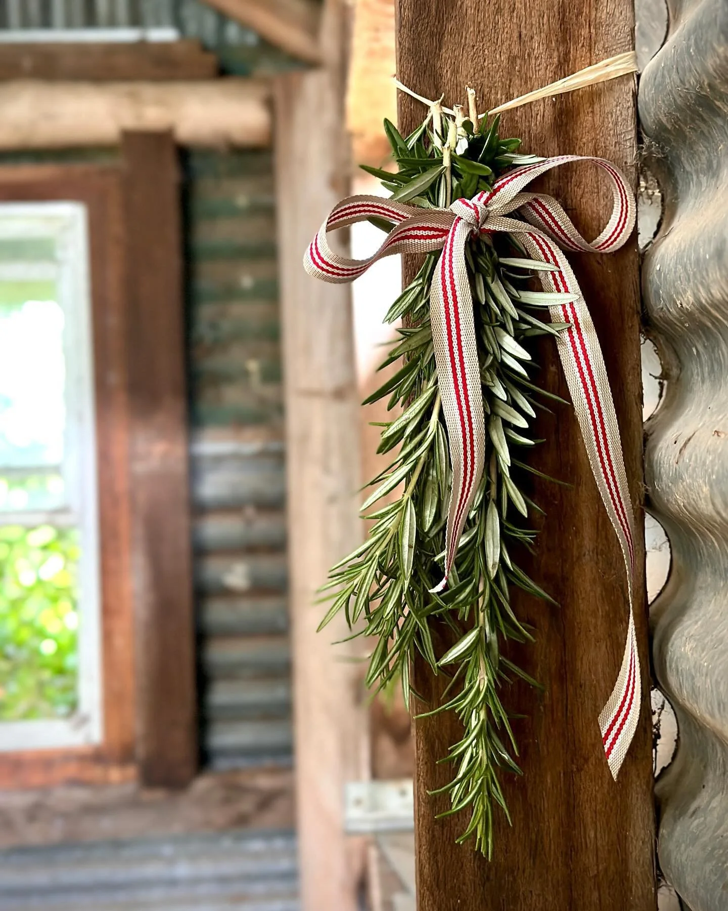 Lest we forget. Whilst the poppy is traditional for Remembrance Day, the scent and hardy growth of Rosemary is symbolic for Remembrance Day. 

I was looking for somewhere to photograph Rosemary today. I walked past our bare woodshed after picking Ros
