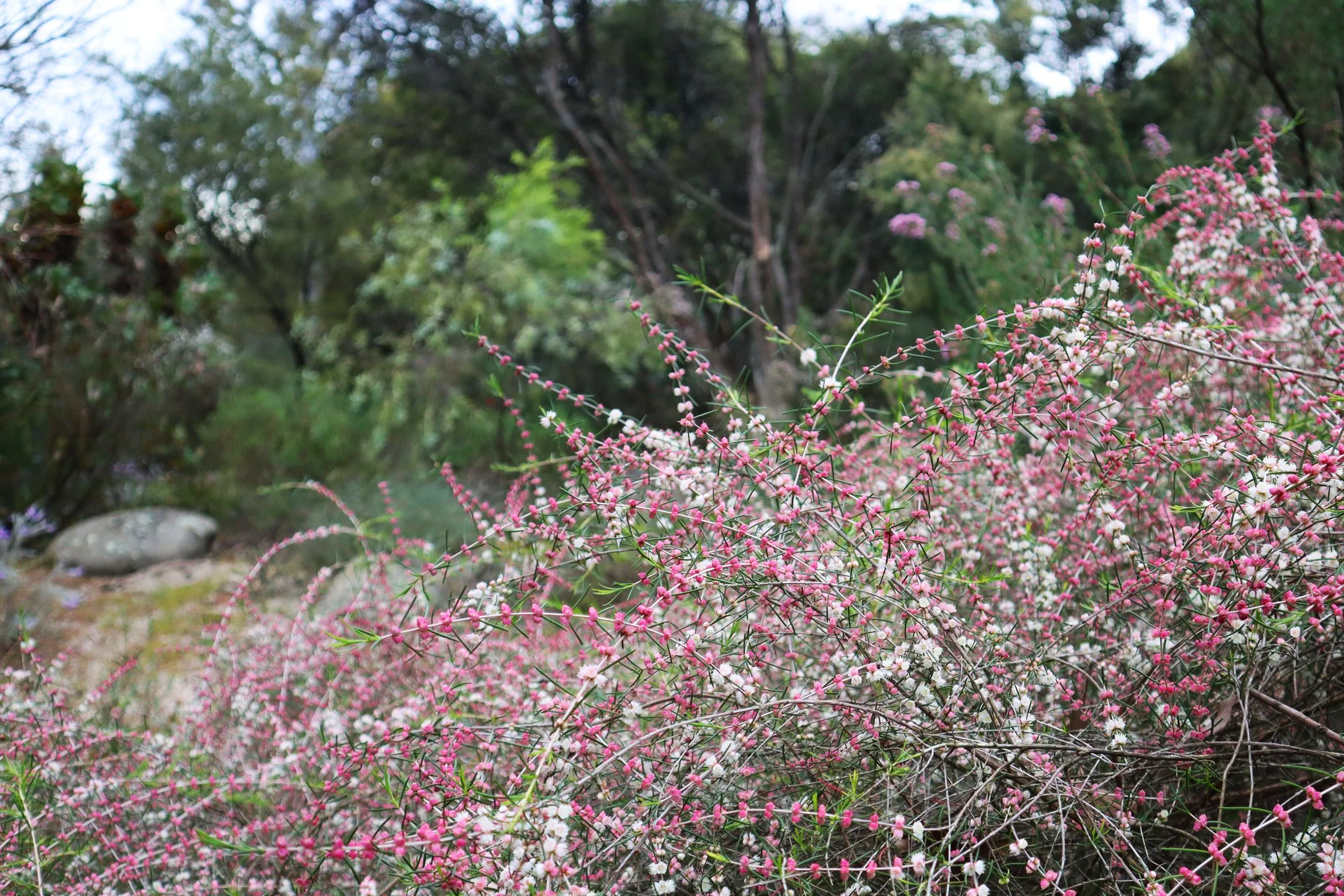 White Myrtle