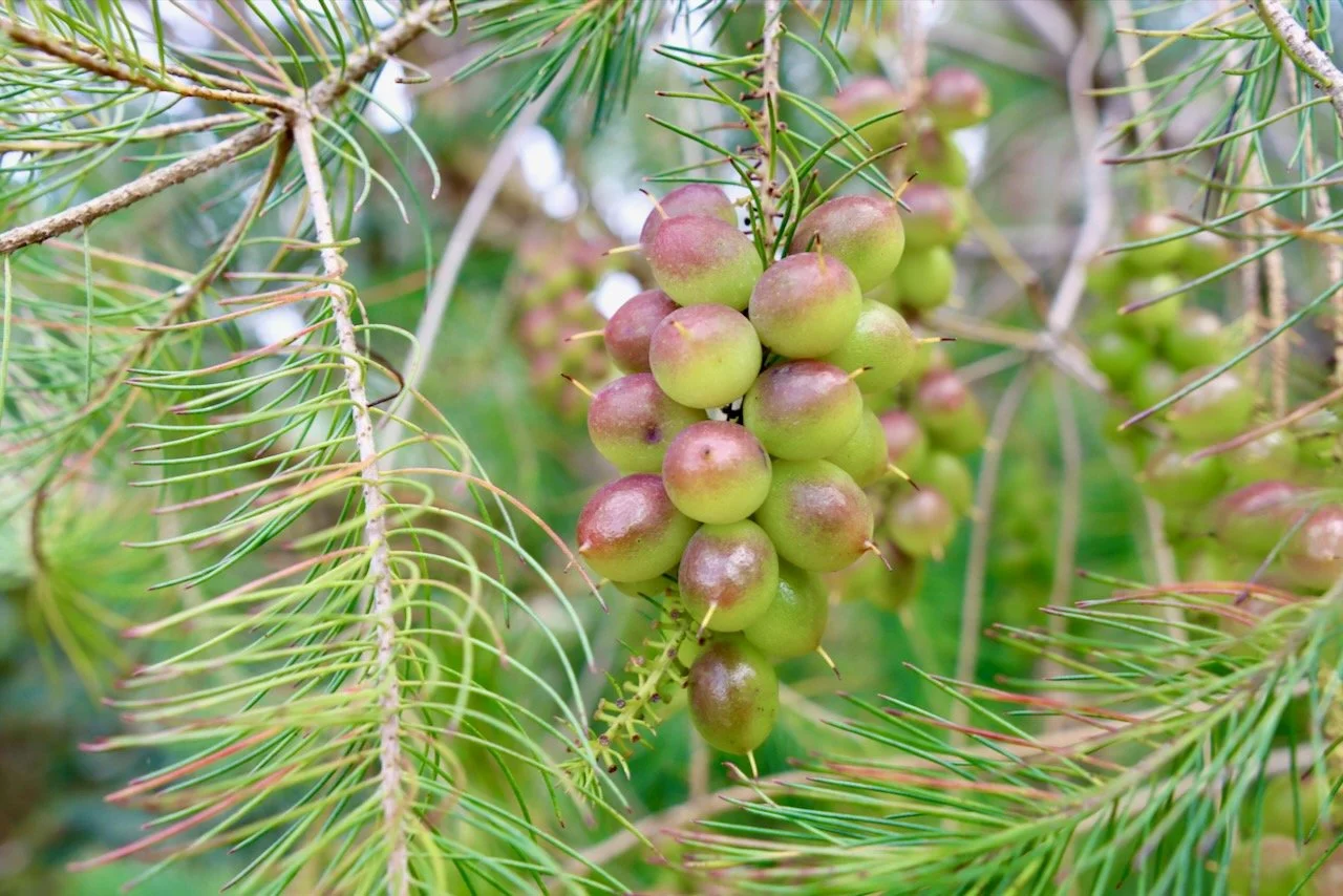 Pine-leaved Geebung