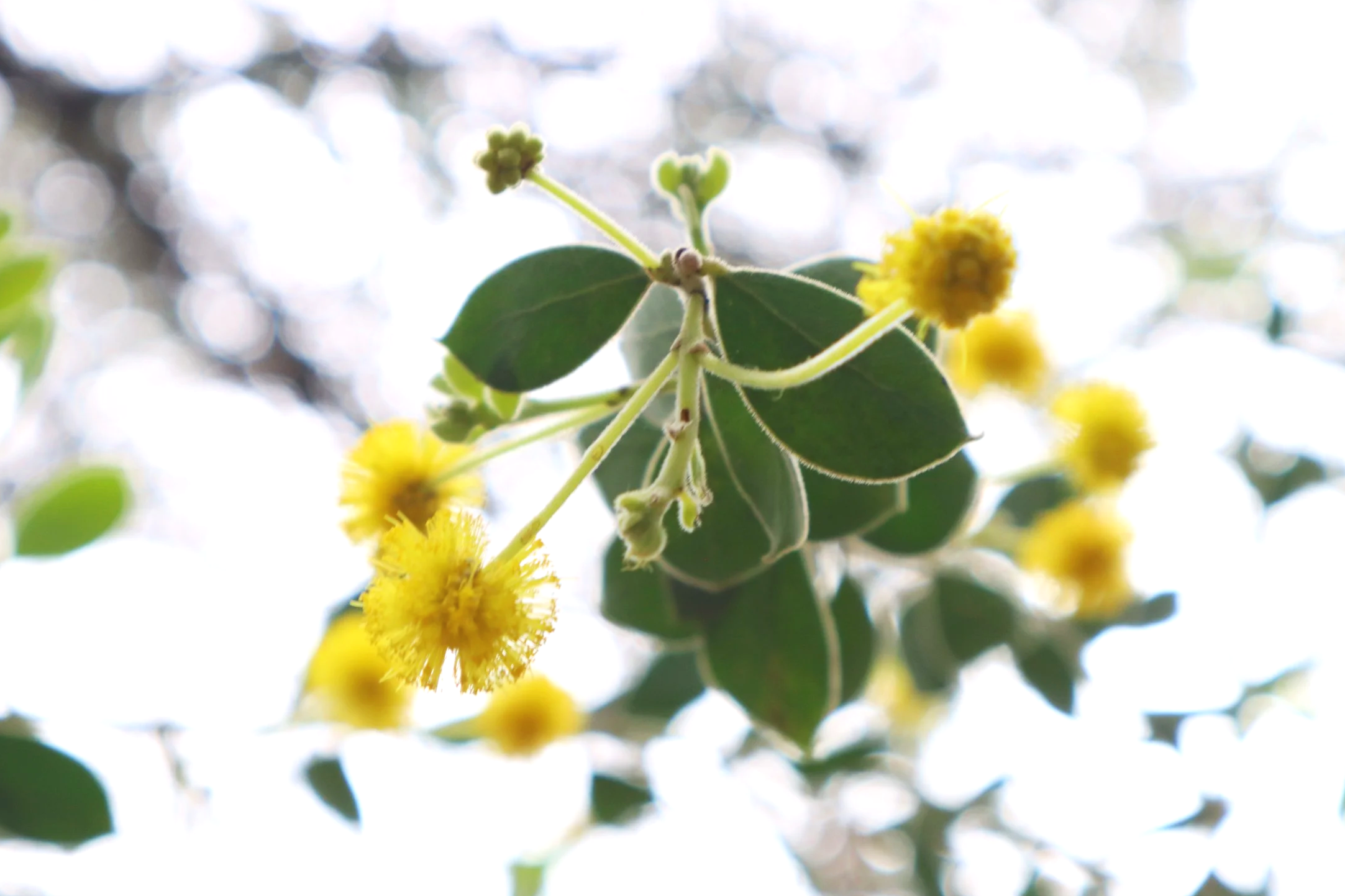 Wattle flowers and buds