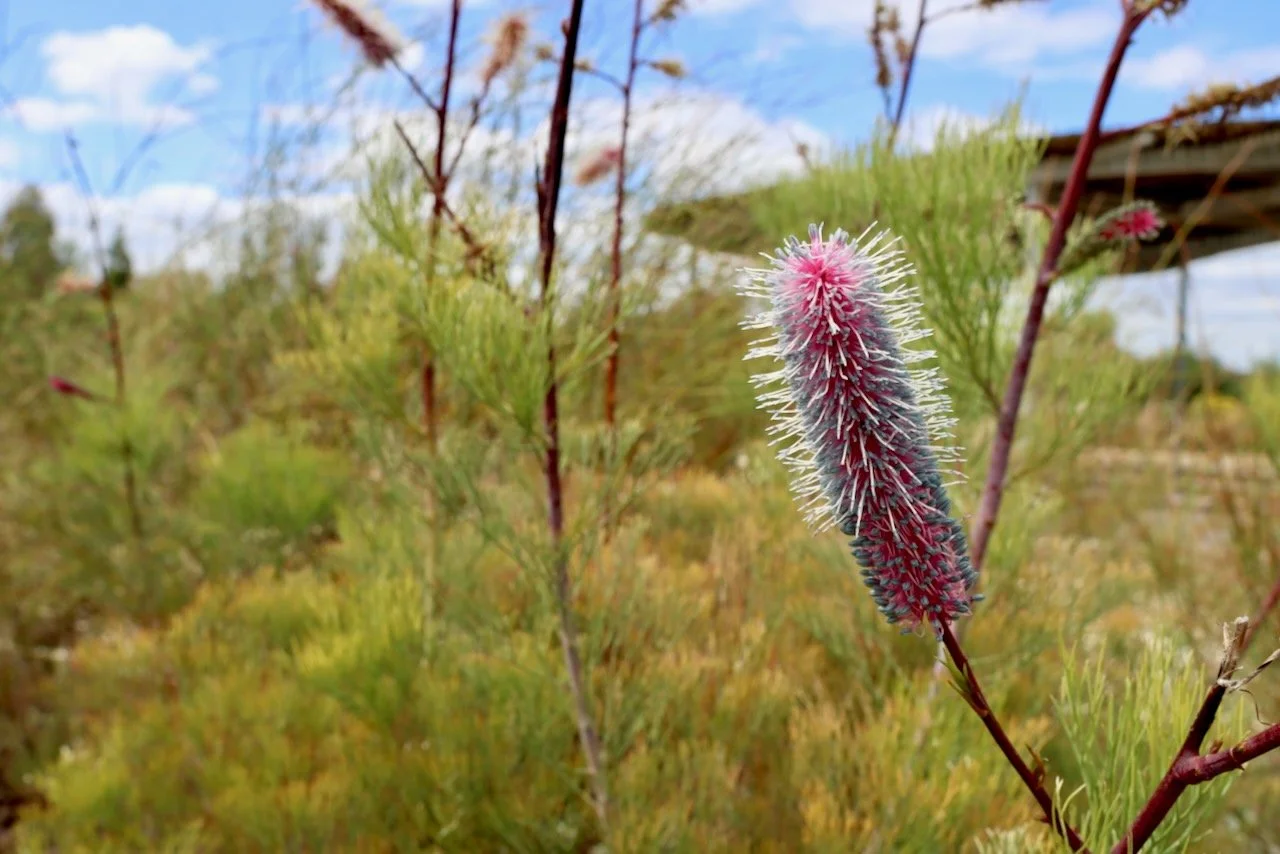 Rock Grevillea