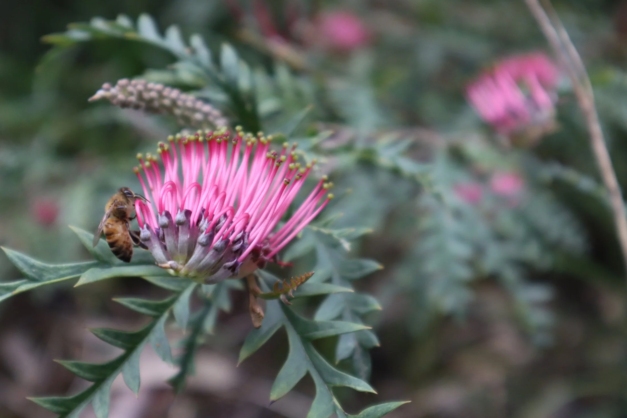 Grevillea 'Ivanhoe'