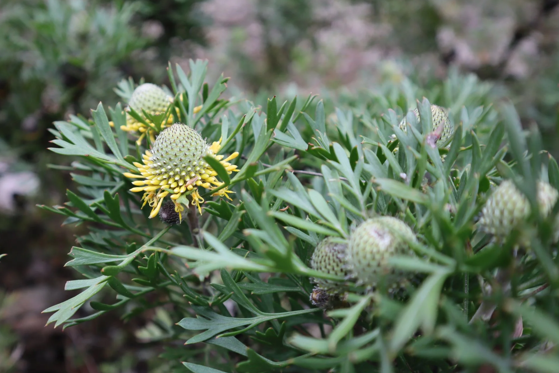 Isopogon 'Little Drumsticks’