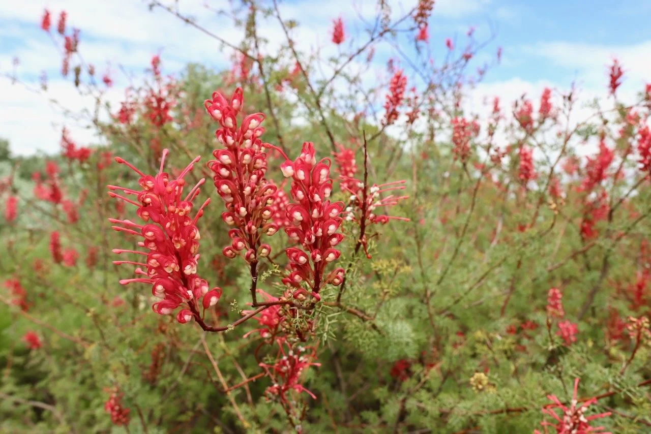 George's Grevillea