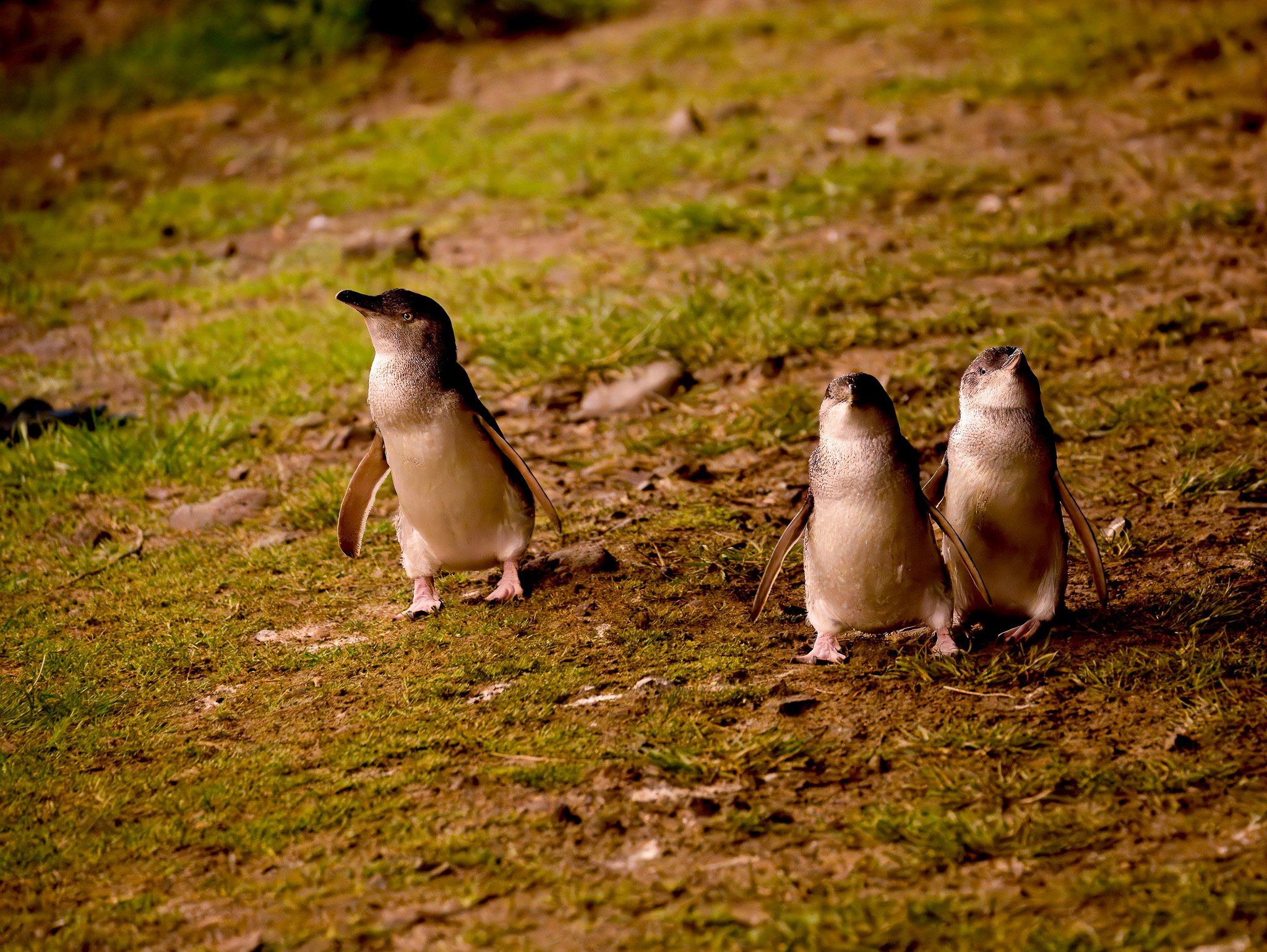 PINP_Penguin-group.jpg