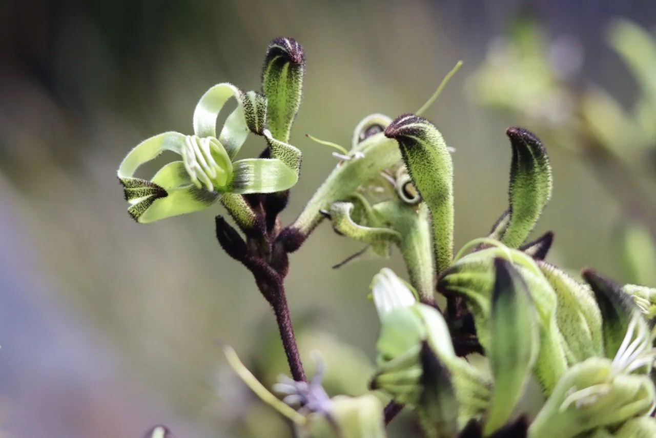 Black Kangaroo Paw