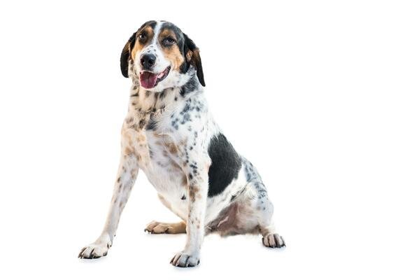 medium-sized-rescue-dog-isolate-on-a-white-background-free-photo.jpg