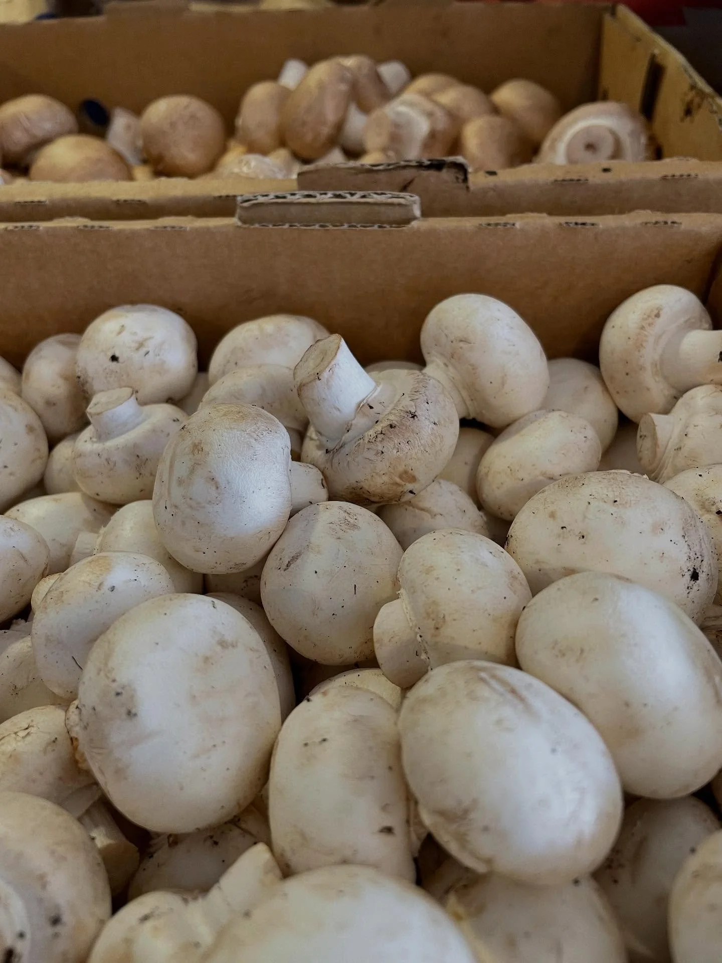 Celebrate National Mushroom Day with some organic Swiss Browns or White Cups