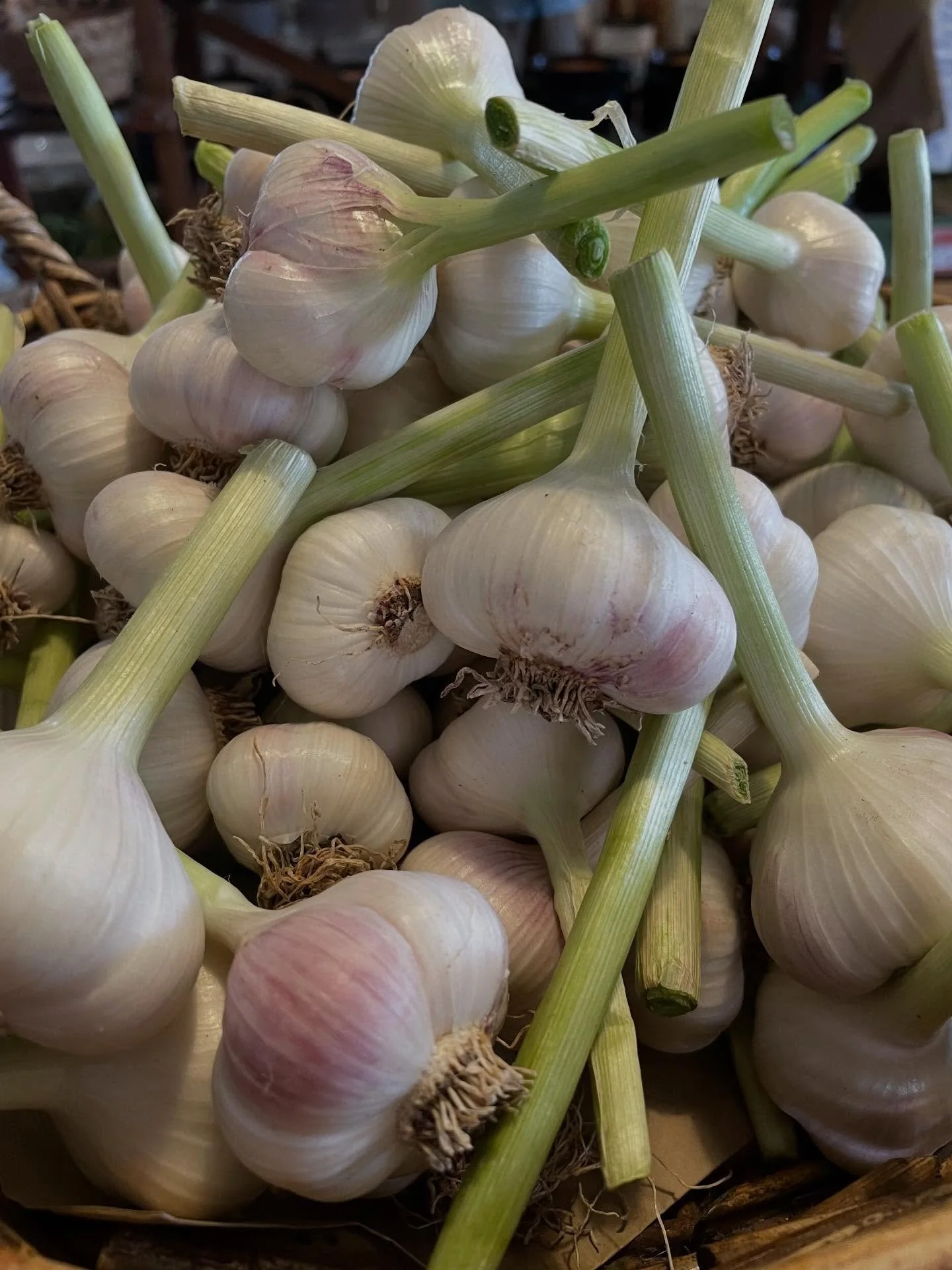 Fresh local garlic just came in today
