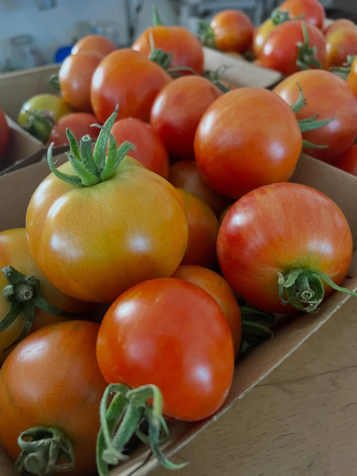 Local striped salad tomatoes arrived this morning