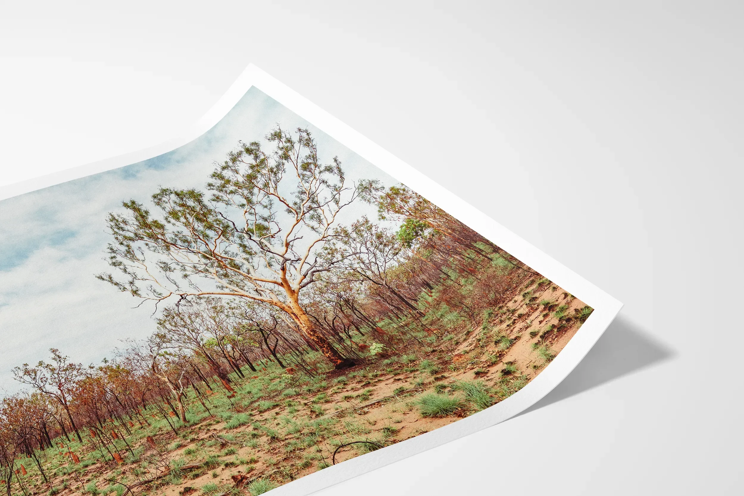 NT Termite Mounds and Burnt Gum After Rains 1© Surf Coast Photography Prints-4_LANDSCAPE_PAPER_MOCKUP_CURL.webp