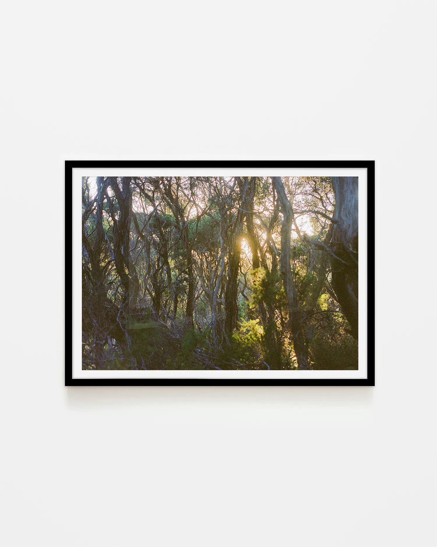 Great Ocean Walk Moonahs and Gum at Sunrise Surf Coast Photography Prints-2 A1 LANDSCAPE BLACK