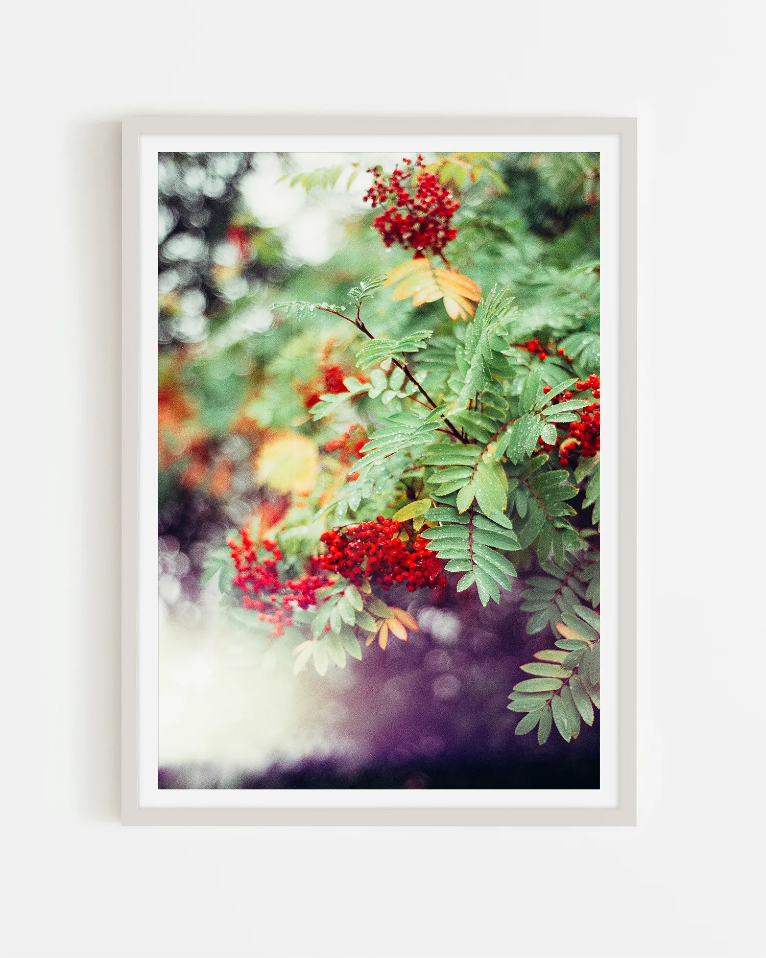 Peak District Red Berries Surf Coast Photography Prints-9 B4 PORTRAIT WHITE