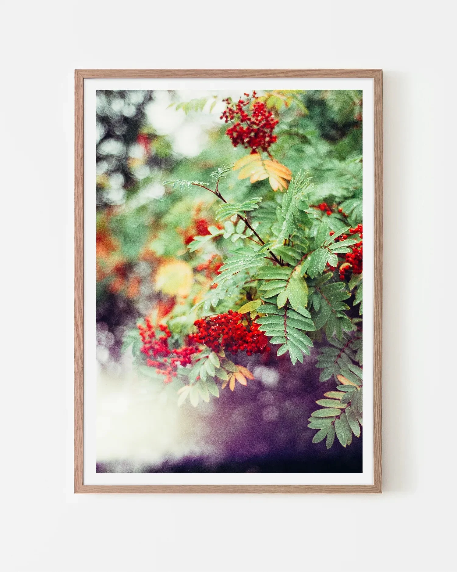 Peak District Red Berries Surf Coast Photography Prints-9 B2 PORTRAIT NATIVEWOOD