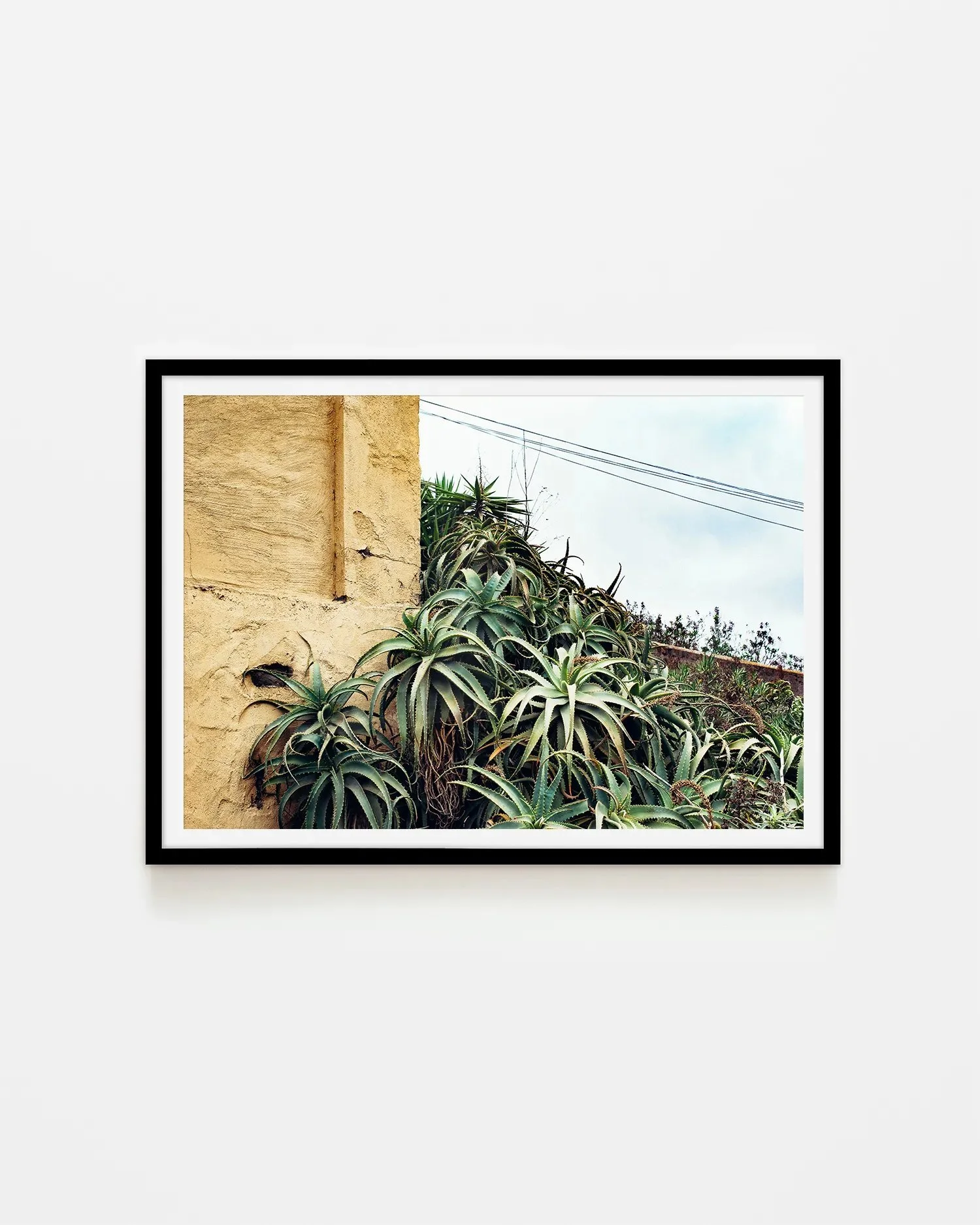 Las Palmas Candelabra Aloe on Wall Surf Coast Photography Prints copy ALas Palmas Candelabra Aloe on Wall LANDSCAPE BLACK