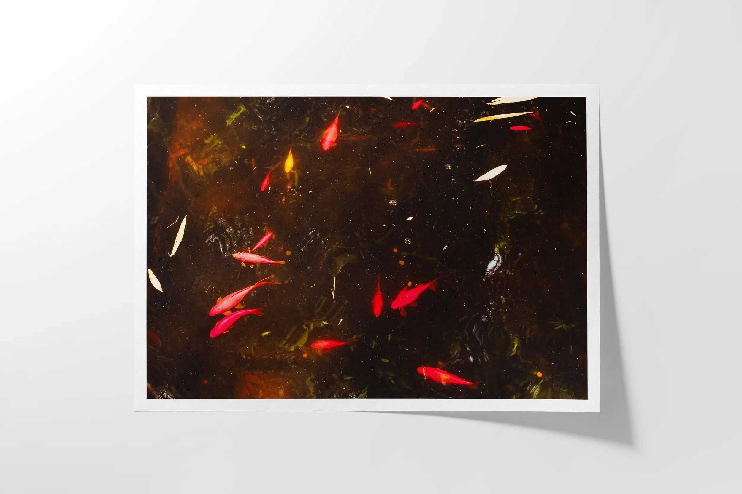 Yves Saint Laurent Koi Pond Marrakech Surf Coast Photography Prints-7 LANDSCAPE PAPER MOCK-UP FRONT