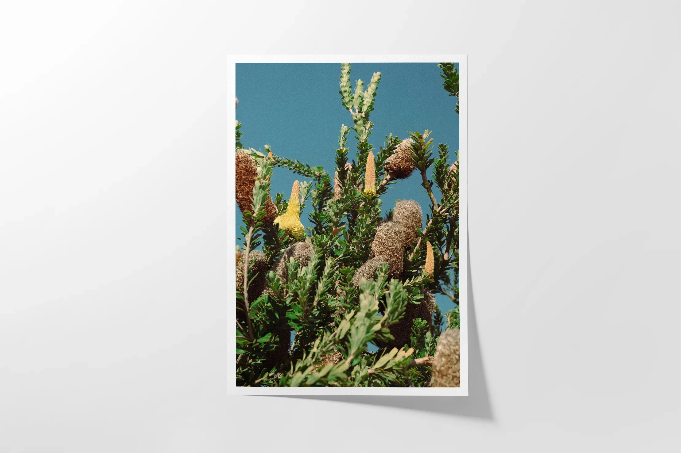 Breamlea Banksia © Surf Coast Photography Prints Australia2.webp