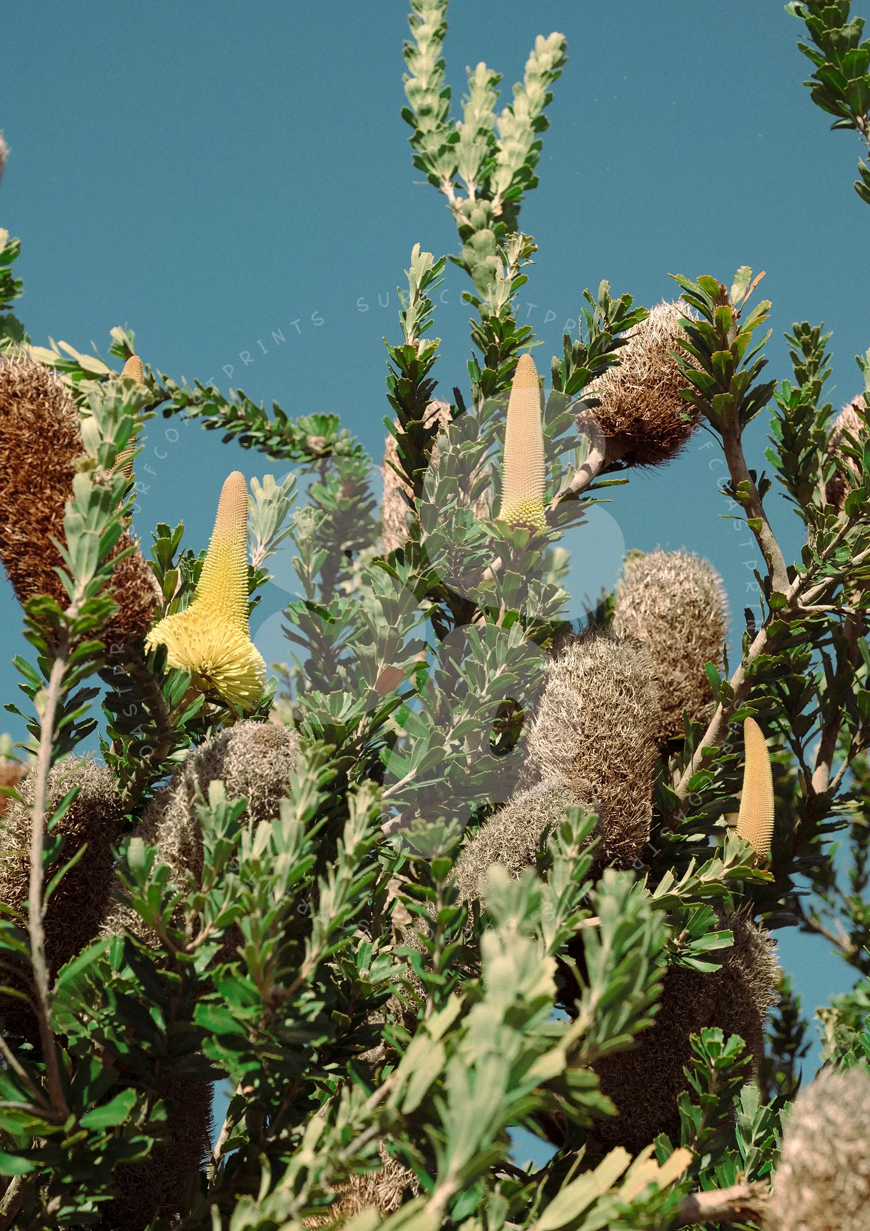 Breamlea Banksia © Surf Coast Photography Prints Australia3.webp