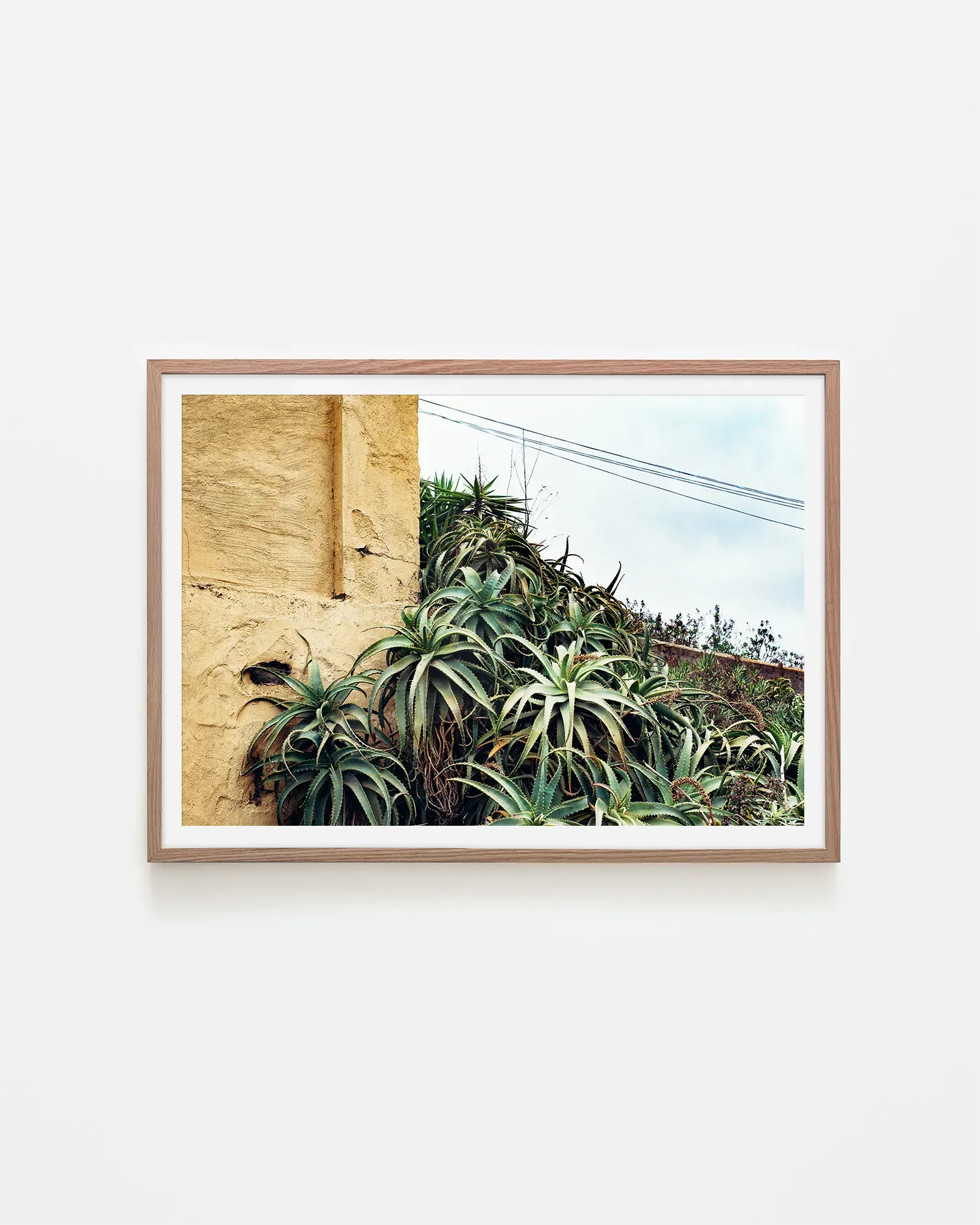 Las Palmas Candelabra Aloe on Wall © Surf Coast Photography Prints copy_A2_LANDSCAPE_NATIVEWOOD.webp