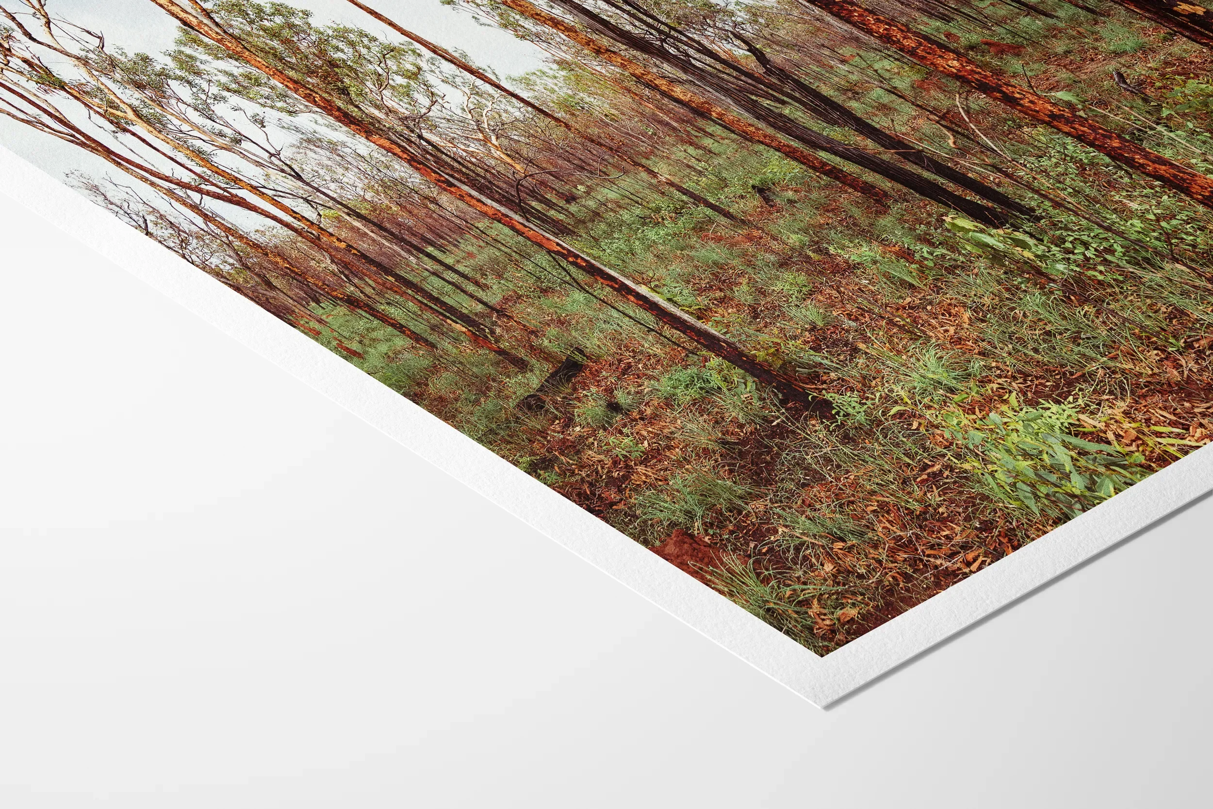 Northern Territory Burnt Flora After Rain 1© Surf Coast Photography Prints-3_PAPER_MOCKUP_CORNER.webp