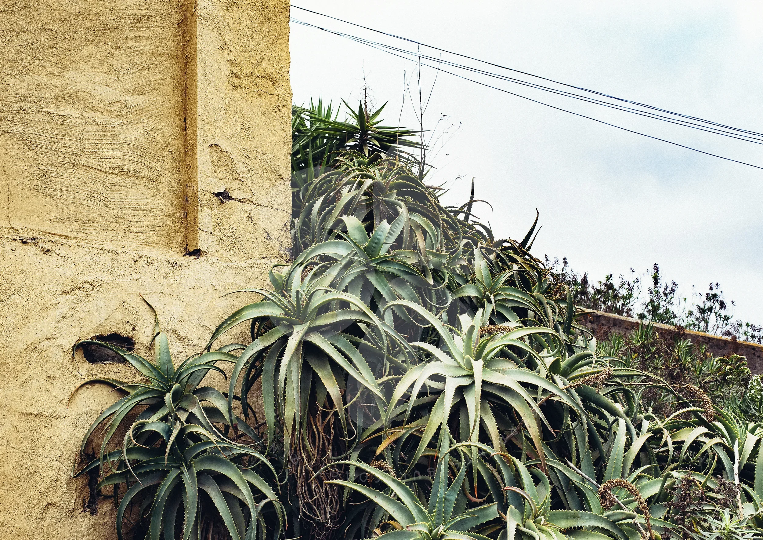 Las Palmas Candelabra Aloe on Wall © Surf Coast Photography Prints copy_LANDSCAPE_WATERMARK.webp