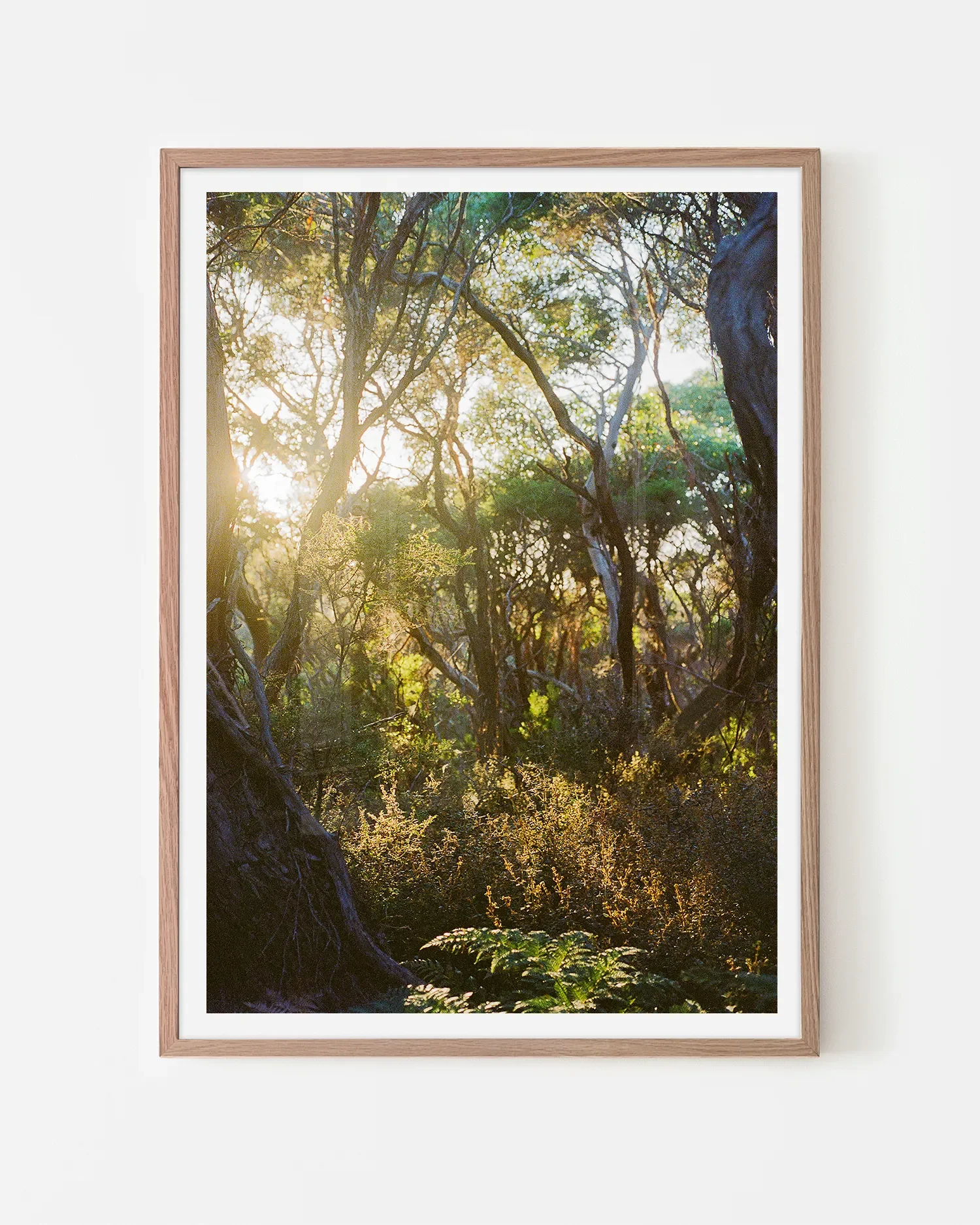 Great Ocean Walk Moonahs and Gum at Sunrise Portrait