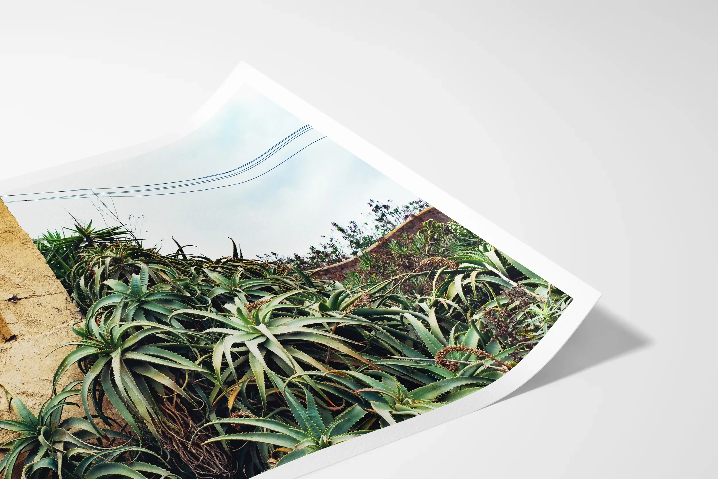 Las Palmas Candelabra Aloe on Wall © Surf Coast Photography Prints copy_LANDSCAPE_PAPER_MOCKUP_CURL.webp