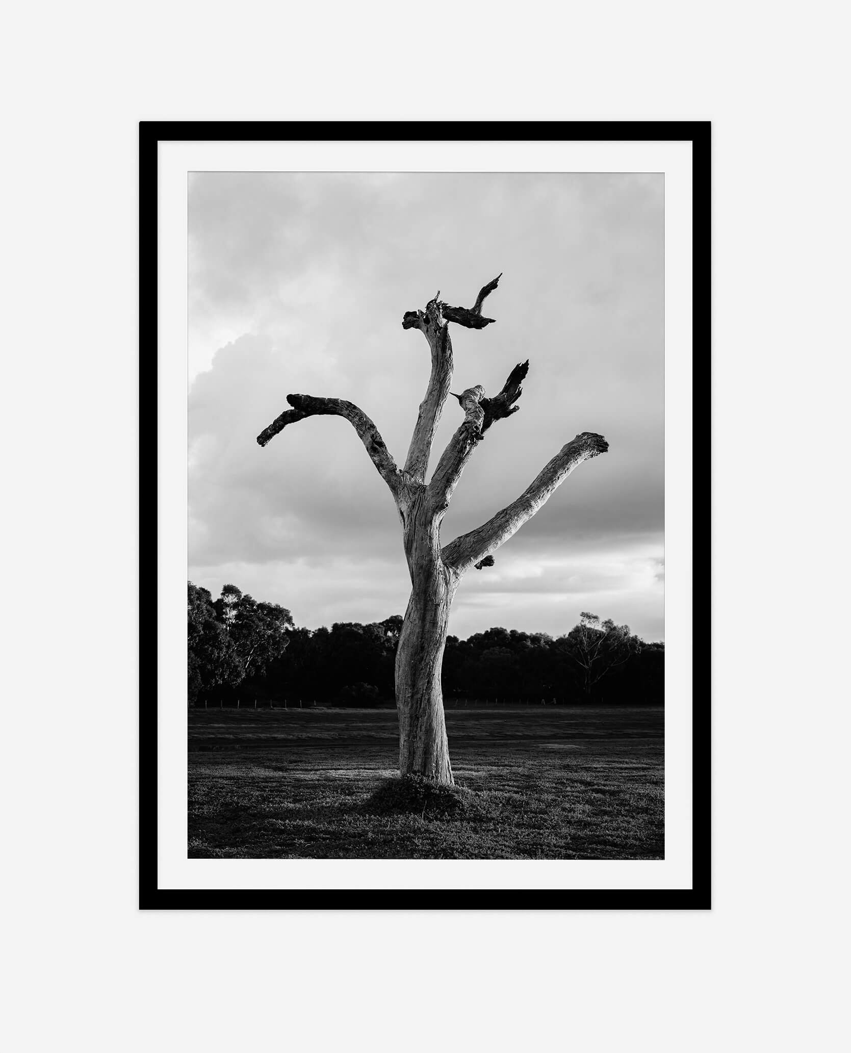 The Best Tree in Armstrong Creek © Surf Coast Photography Prints Australia_framed example.jpg