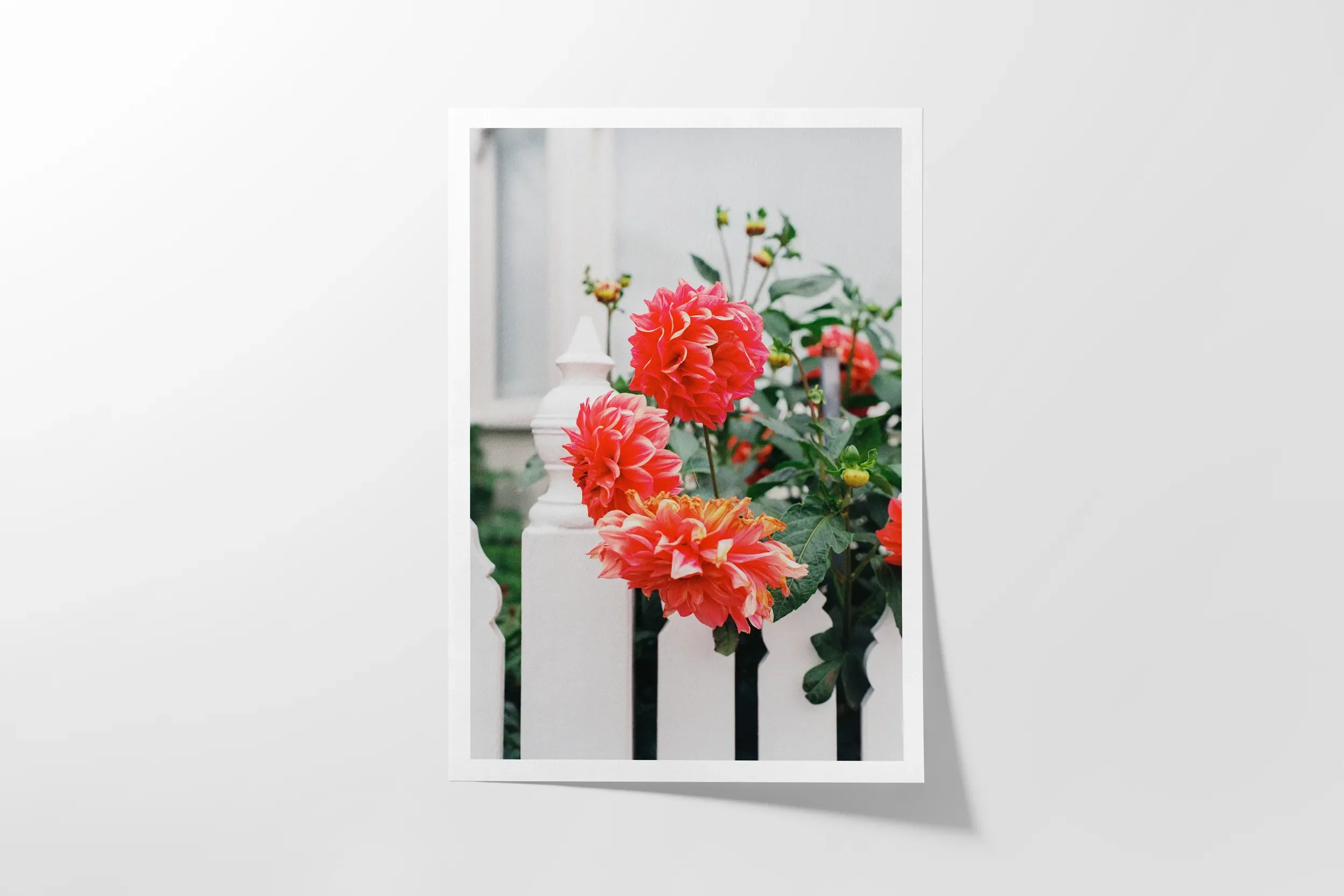Melbourne White Picket Dahlia  Surf Coast Photography Prints-20_PORTRAIT_PAPER_FRONT.webp