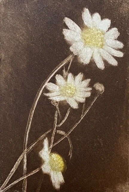 Title: Bellis Perennis
Ed: 5
Medium: Etching
Size: 12cm x 18 cm