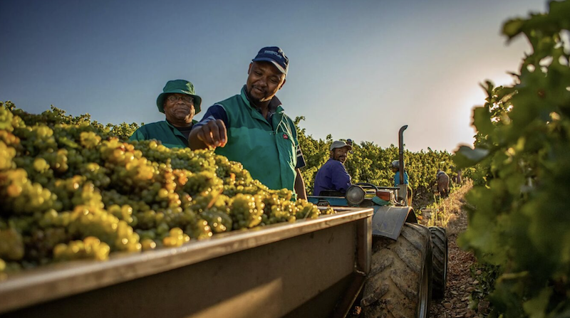 Durbanville Hills Wine Farm Harvest 2026 experience grape picking.png