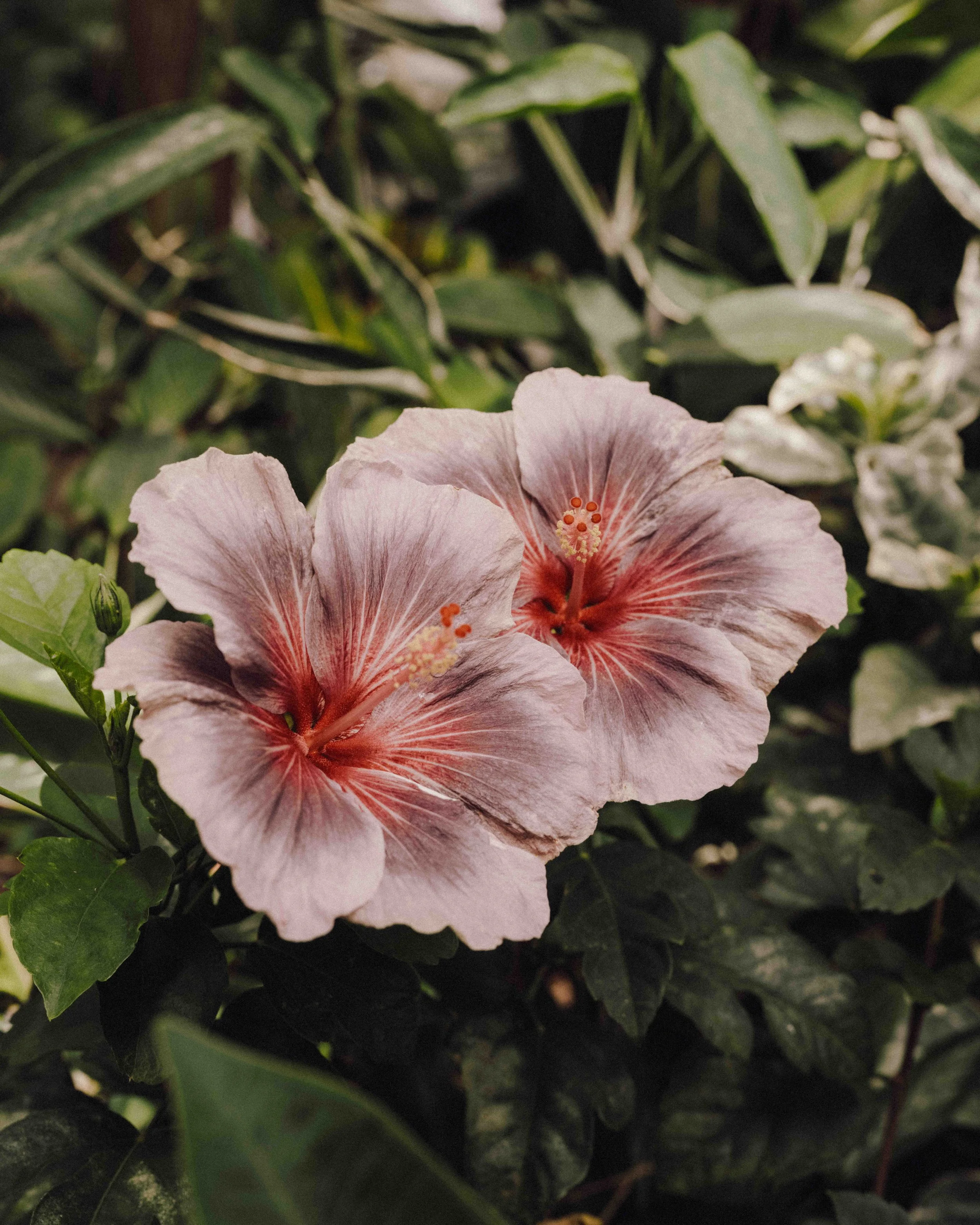 DSCF5205.jpg