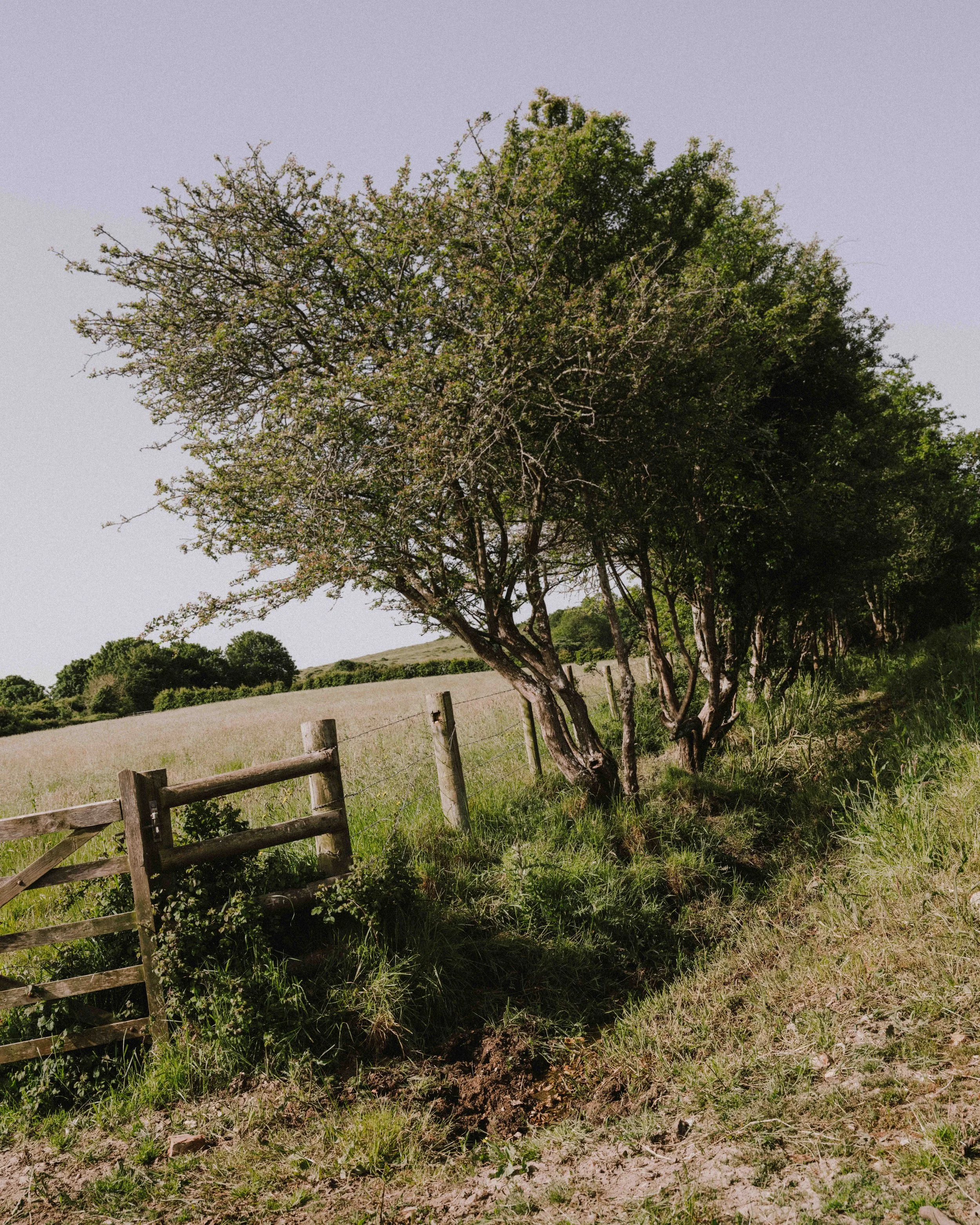 DSCF9475.jpg