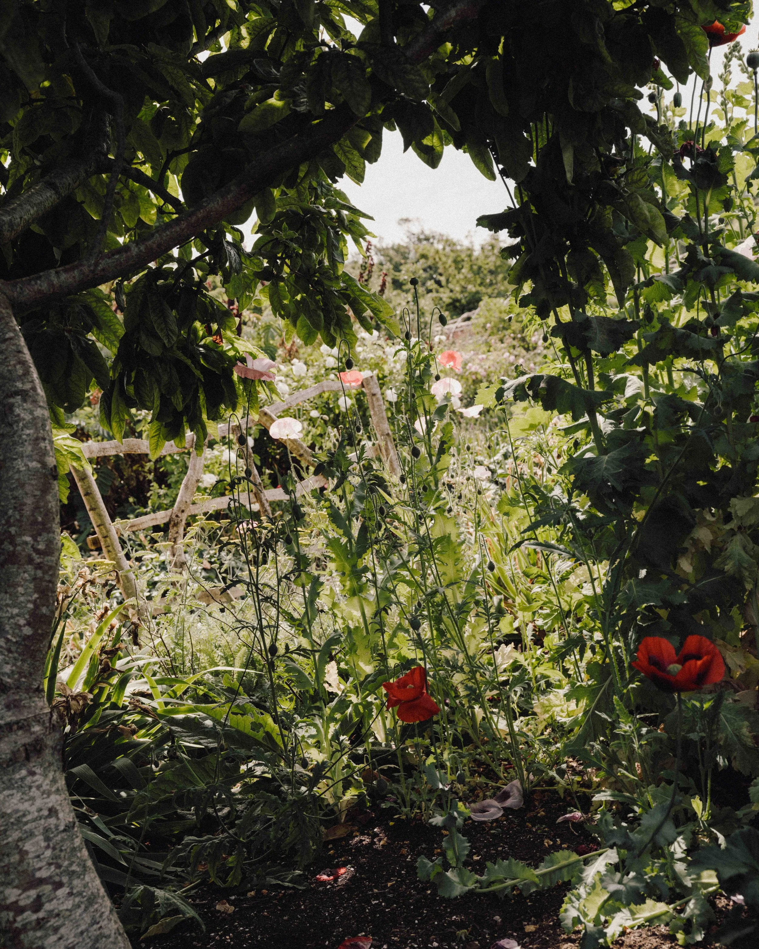 DSCF1454.jpg